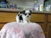 Rocky, a male Maltese and Morkie for sale in Poplar Bluff, MO – 1 of 5
