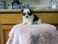 Rocky, a male Maltese and Morkie for sale in Poplar Bluff, MO – 2 of 5