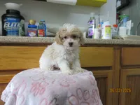 Buddy, a male Poodle - Toy  for sale in Poplar Bluff, MO – 4 of 5