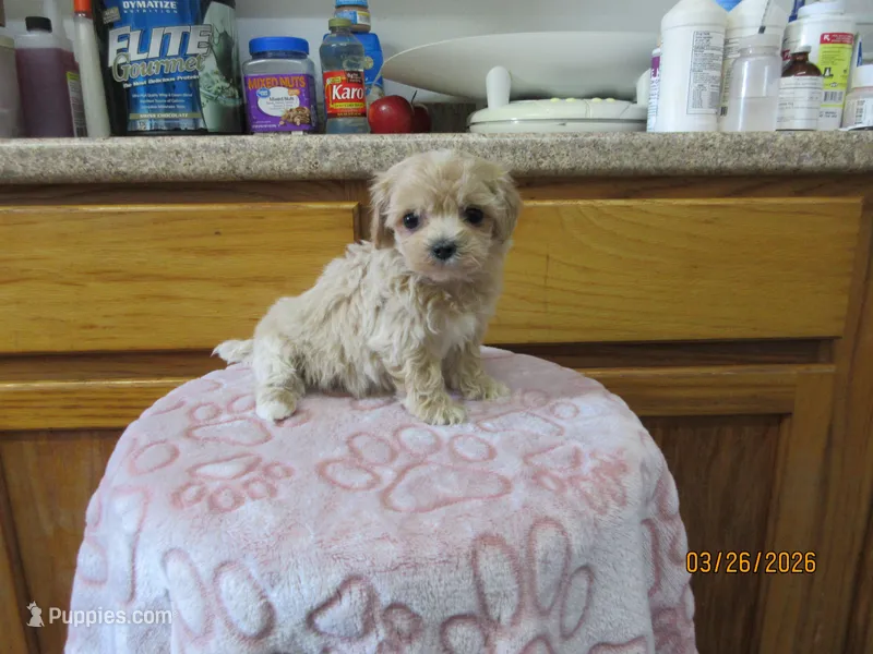 Booger – Havapoo puppy for sale in Poplar Bluff, MO