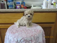 Booger, a male Havapoo for sale in Poplar Bluff, MO – Photo 1 of 5