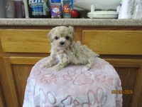 Booger, a male Havapoo for sale in Poplar Bluff, MO – Photo 2 of 5