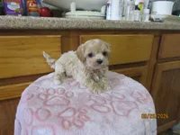 Booger, a male Havapoo for sale in Poplar Bluff, MO – Photo 3 of 5