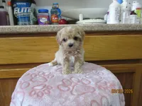 Booger, a male Havapoo for sale in Poplar Bluff, MO – Photo 4 of 5