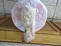 Booger, a male Havapoo for sale in Poplar Bluff, MO – Photo 5 of 5