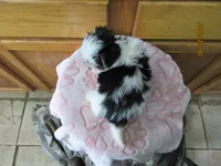 Rocky, a male Maltese and Morkie for sale in Poplar Bluff, MO – 5 of 5