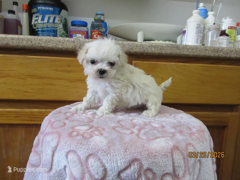 Styx – Havapoo puppy for sale in Poplar Bluff, MO