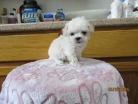 Styx, a male Havapoo for sale in Poplar Bluff, MO – Photo 2 of 5