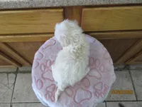 Styx, a male Havapoo for sale in Poplar Bluff, MO – Photo 5 of 5