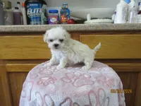 Styx, a male Havapoo for sale in Poplar Bluff, MO – Photo 3 of 5