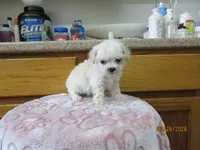 Styx, a male Havapoo for sale in Poplar Bluff, MO – Photo 4 of 5