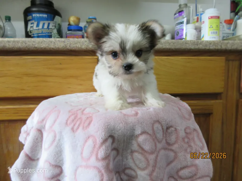 Stormy – Maltese, Morkie puppy for sale in Poplar Bluff, MO