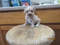 Styx, a male Havapoo for sale in Poplar Bluff, MO – 2 of 5
