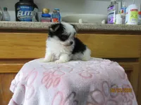 Rocky, a male Maltese and Morkie for sale in Poplar Bluff, MO – 4 of 5