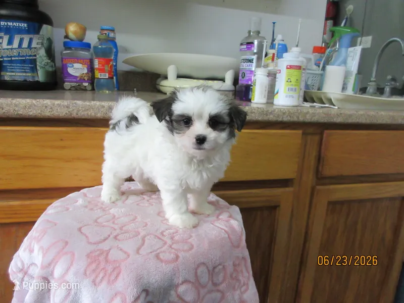 Booger – Havamalt puppy for sale in Poplar Bluff, MO