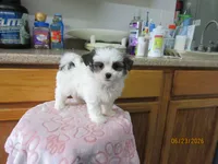 Booger, a male Havamalt for sale in Poplar Bluff, MO – 1 of 5