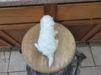 Cotton, a male Havapoo for sale in Poplar Bluff, MO – 5 of 5
