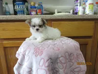Trouble, a male Maltese and Morkie for sale in Poplar Bluff, MO – 2 of 5