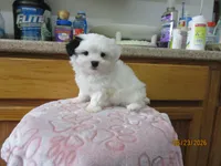 Wendy, a female Havamalt for sale in Poplar Bluff, MO – 4 of 5