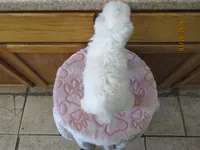 Tequila, a female Havapoo for sale in Poplar Bluff, MO – Photo 5 of 5