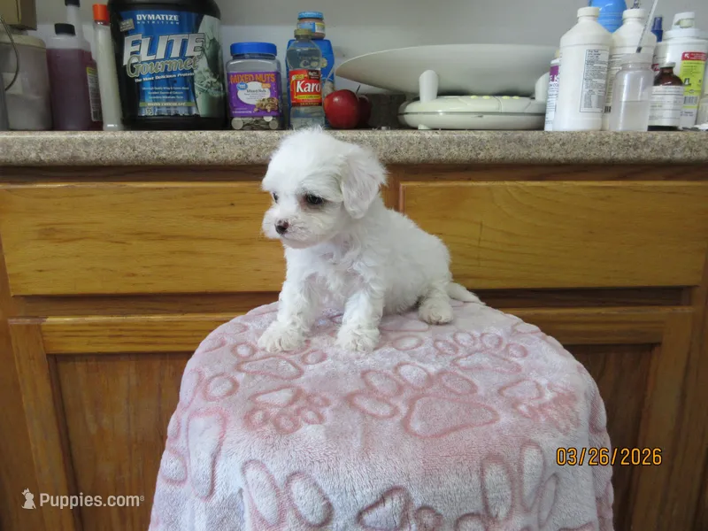 Tequila – Havapoo puppy for sale in Poplar Bluff, MO