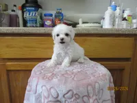 Tequila, a female Havapoo for sale in Poplar Bluff, MO – Photo 3 of 5