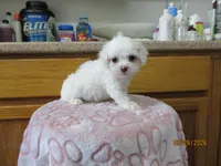 Tequila, a female Havapoo for sale in Poplar Bluff, MO – Photo 2 of 5