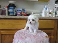 Tequila, a female Havapoo for sale in Poplar Bluff, MO – Photo 4 of 5