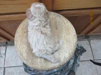 Styx, a male Havapoo for sale in Poplar Bluff, MO – 5 of 5