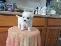 Romeo, a male Maltese for sale in Poplar Bluff, MO – Photo 4 of 5