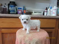 Romeo, a male Maltese for sale in Poplar Bluff, MO – Photo 1 of 5