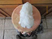 Romeo, a male Maltese for sale in Poplar Bluff, MO – Photo 5 of 5