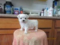 Romeo, a male Maltese for sale in Poplar Bluff, MO – Photo 3 of 5