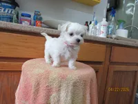 Romeo, a male Maltese for sale in Poplar Bluff, MO – Photo 2 of 5