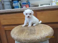 Cotton, a male Havapoo for sale in Poplar Bluff, MO – 2 of 5