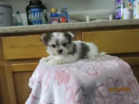 Stormy, a male Maltese and Morkie for sale in Poplar Bluff, MO – 2 of 5