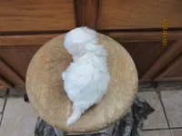 Booger, a male Havapoo for sale in Poplar Bluff, MO – 5 of 5
