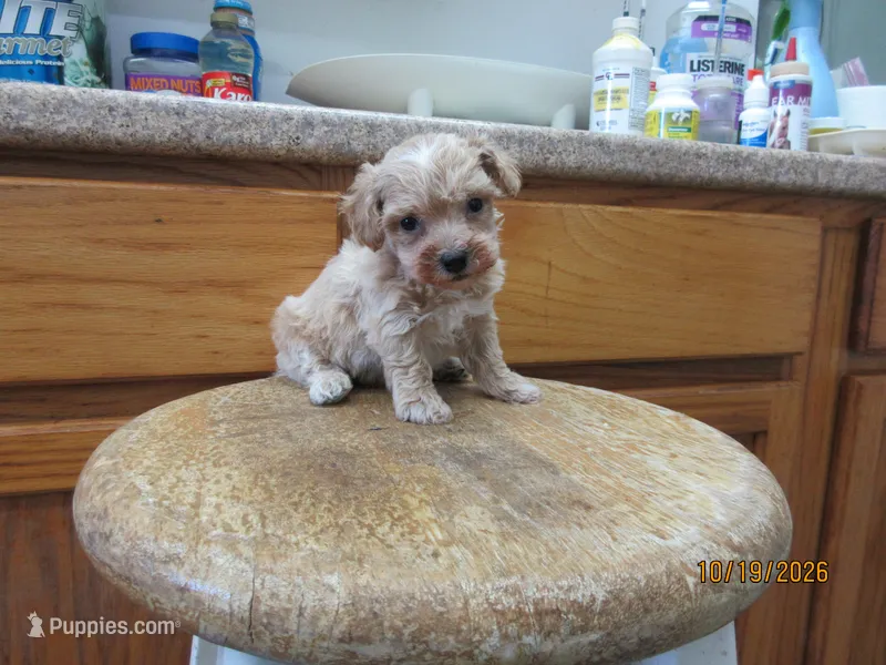 Styx – Havapoo puppy for sale in Poplar Bluff, MO