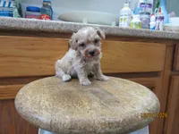 Styx, a male Havapoo for sale in Poplar Bluff, MO – 1 of 5