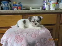 Stormy, a male Maltese and Morkie for sale in Poplar Bluff, MO – 3 of 5