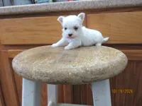Stormy, a male Maltese for sale in Poplar Bluff, MO – 2 of 5