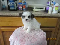Booger, a male Havamalt for sale in Poplar Bluff, MO – 2 of 5