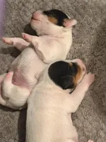 Clyde, a male Parson Russell Terrier for sale in Joppa, MD – Photo 6 of 7