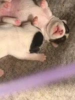 Clyde, a male Parson Russell Terrier for sale in Joppa, MD – Photo 4 of 7