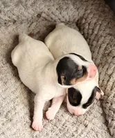 Clyde, a male Parson Russell Terrier for sale in Joppa, MD – Photo 2 of 7