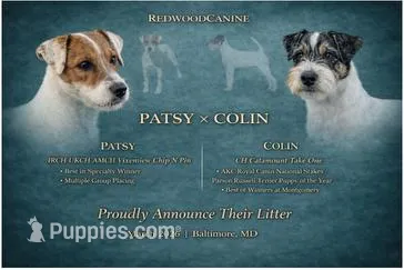 Clyde – Parson Russell Terrier puppy for sale in Joppa, MD