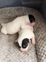 Clyde, a male Parson Russell Terrier for sale in Joppa, MD – Photo 7 of 7