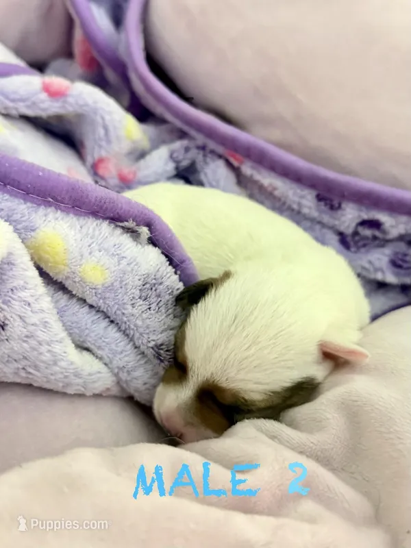 Puppy dog 2 – Parson Russell Terrier puppy for sale in Joppa, MD