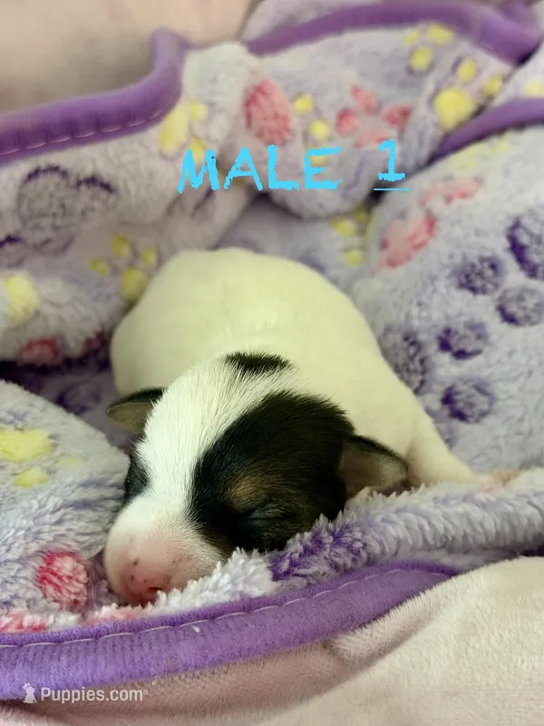 Male Puppy – Parson Russell Terrier puppy for sale in Joppa, MD