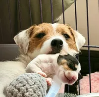 Bonnie, a female Parson Russell Terrier for sale in Joppa, MD – Photo 5 of 7